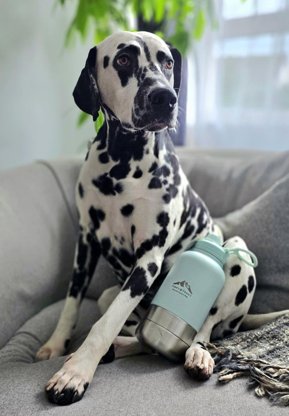 Dog resting next to Coastal Blue 3-in-1 water bottle indoors
