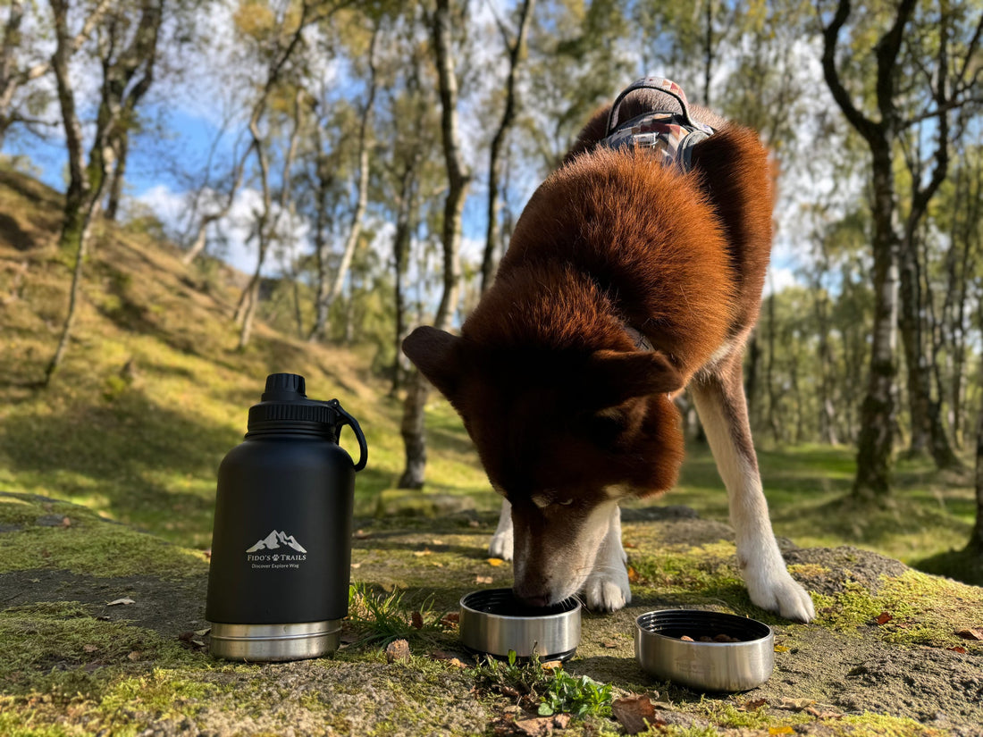 Why the 3-in-1 Water Bottle Is the Healthier, Eco-Friendly Choice for You and Your Dog