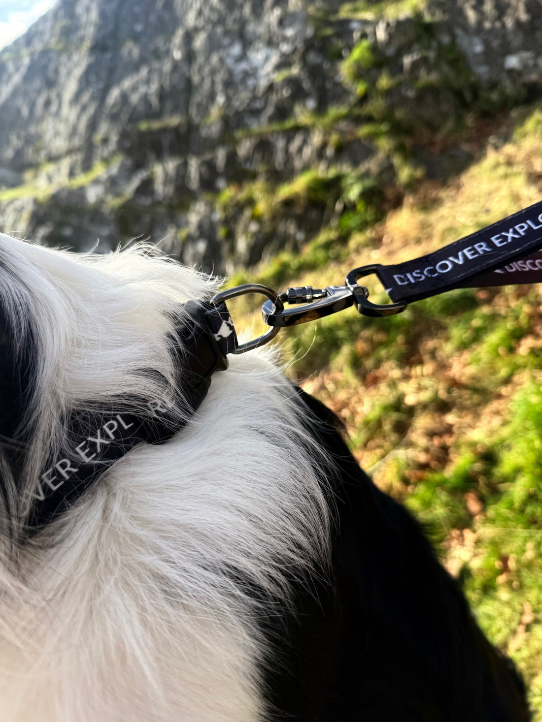 Fido's Signature Lead & Collar: The Best Hands-Free Dog Walking Set for Comfort & Control