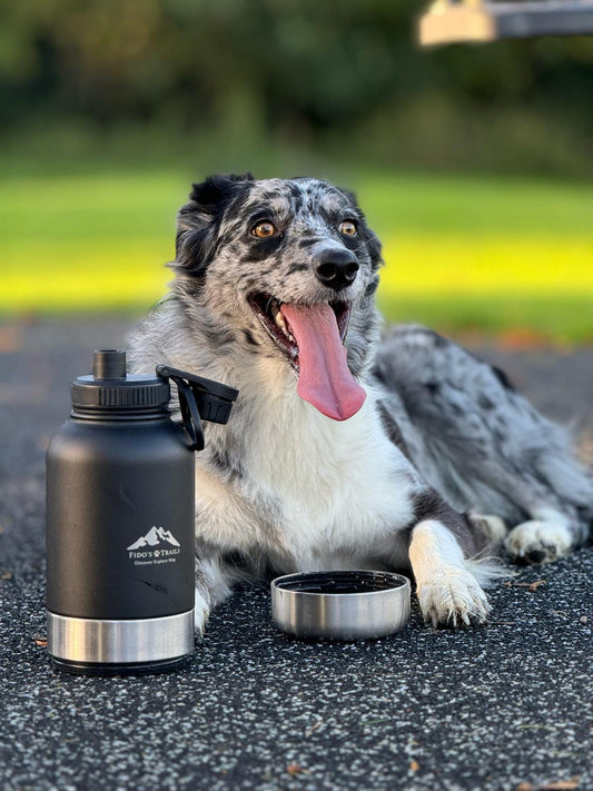 Happy dog sat with 3 in 1 Water bottle - Fidos Trails 