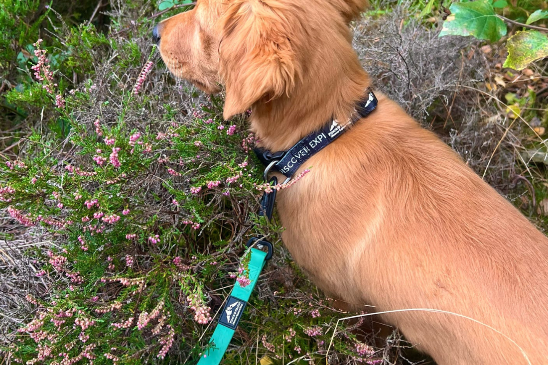 Dog on a long line during recall training in an open field