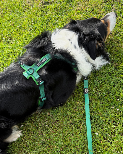 Contour Freedom Harness – Adjustable Y-Shaped Dog Harness