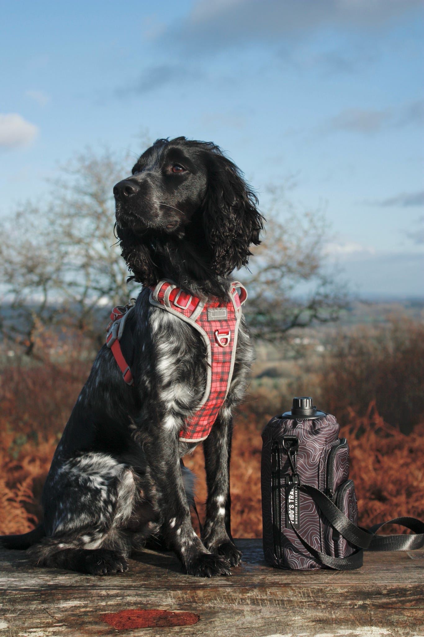 Contour Trail Bottle Bag used with dog gear during outdoor walk