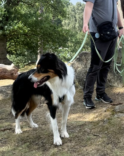 Dog walking on long line lead with owner, designed for training, control and improved focus