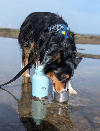 Dog drinking from Coastal Blue water bottle by water during outdoor adventure