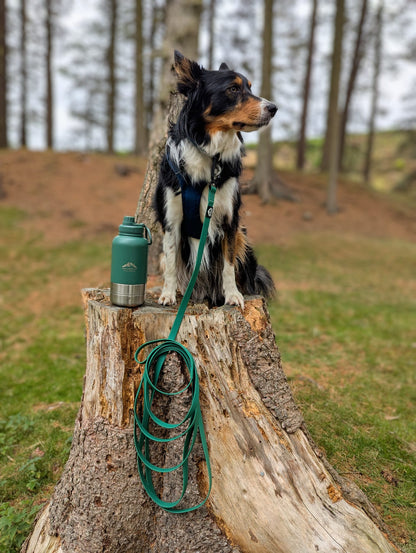 Dog using long line training lead outdoors, ideal for recall training and controlled walks
